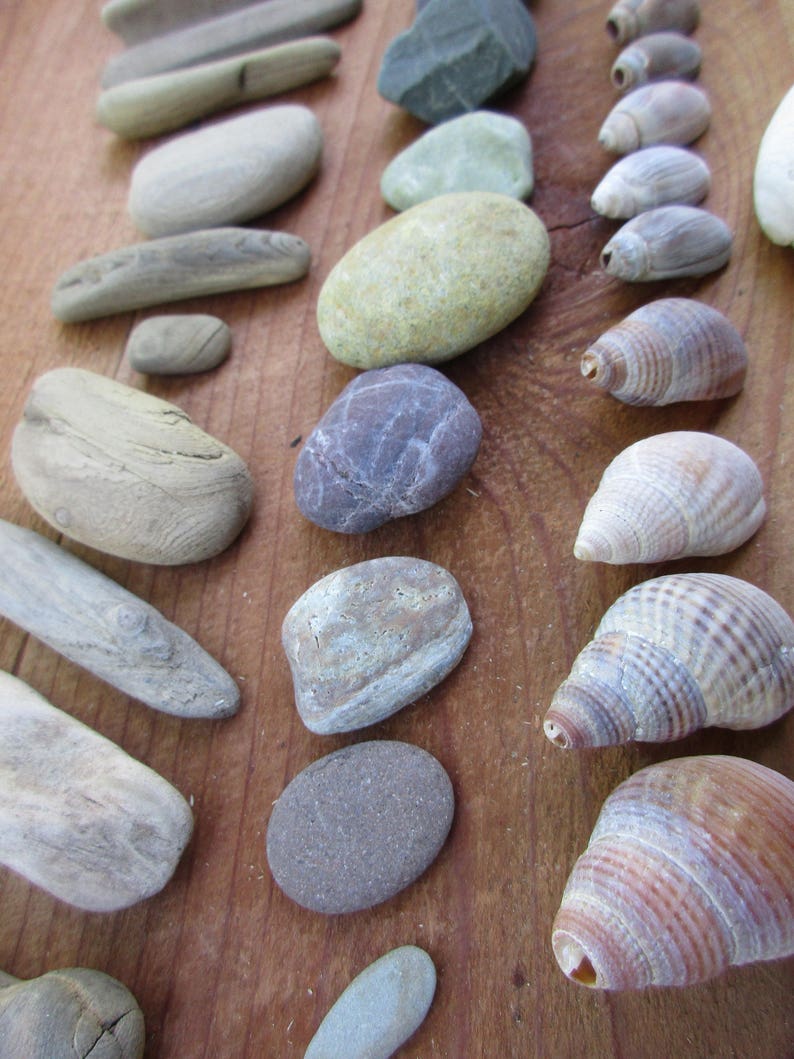 Assorted Shells, Driftwood, and Pebbles for Natural Crafts and Decorating, Buy 4 Get 1 Free image 1