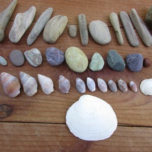 Assorted Shells, Driftwood, and Pebbles for Natural Crafts and Decorating, Buy 4 Get 1 Free image 3