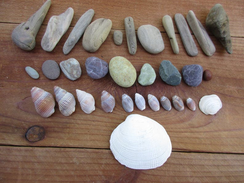 Assorted Shells, Driftwood, and Pebbles for Natural Crafts and Decorating, Buy 4 Get 1 Free image 3