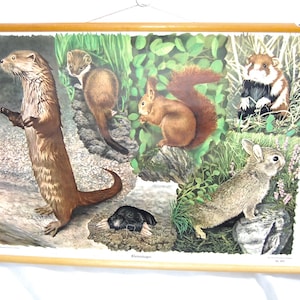 Duitse Vintage uitschuifbare schoolkaart - FAUNA-dieren - Alte Schulwandtafel Lehrtafel Kleinsäuger Schulmann Stuttgart Nr. 4111