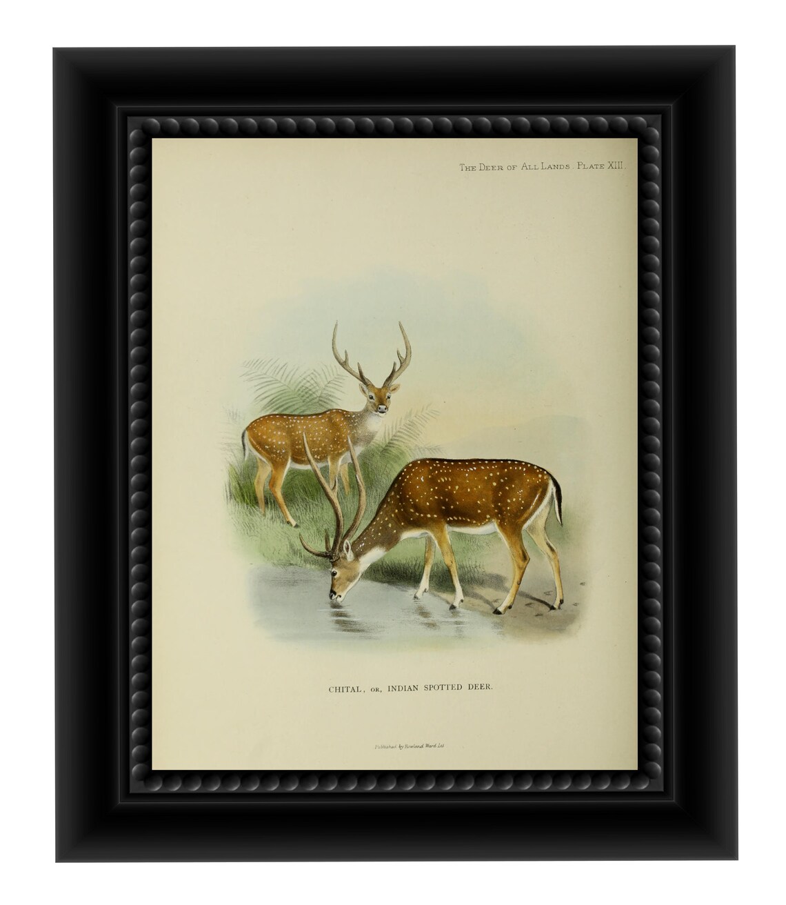 Deer Print Antique Deer Image Print Deer Wall Art Animal Etsy