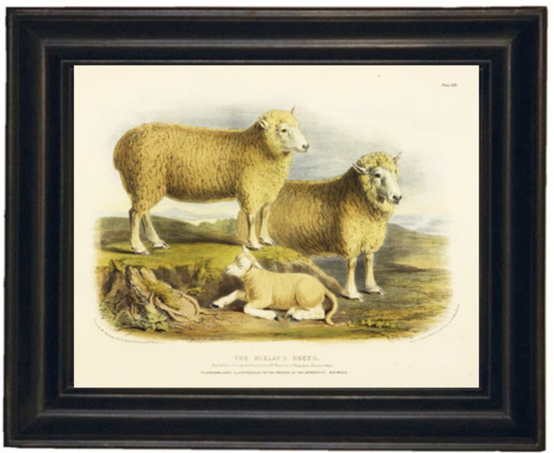 Set of 4 Sheep Prints Sheep Prints Sheep Art Prints Etsy