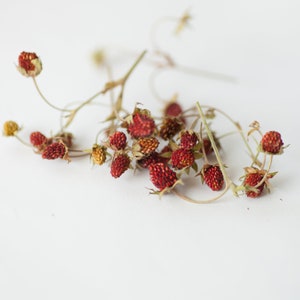 Dried wild strawberries for crafts - Pressed flowers - Crafts supplier red berry - strawberry set for soap making