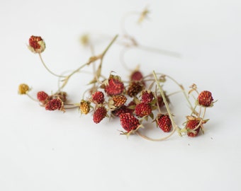 Dried wild strawberries for crafts - Pressed flowers - Crafts supplier red berry - strawberry set for soap making