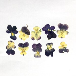 May include: A collection of ten pressed purple and yellow pansies, arranged in two rows on a white background.