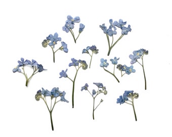 Fleurs séchées de myosotis - Fleurs naturelles pressées cueillies à la main - Véritables fournitures florales - Fleurs artisanales - Fleurs séchées bleues pour la résine