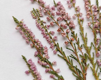 Pressed heather - dried pink flower for crafting resin