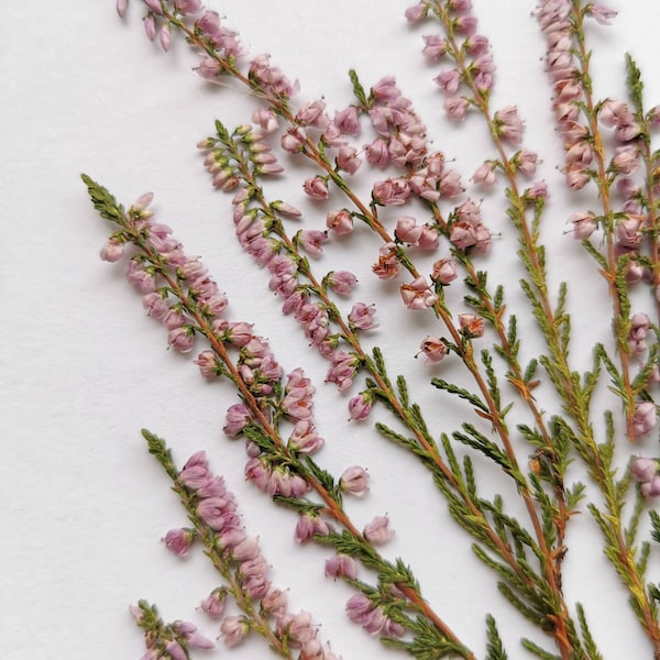 Pressed heather - dried pink flower for crafting resin