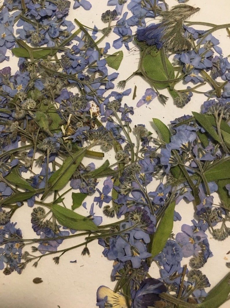 Dried Forget me not flowers Handpicked natural pressed | Etsy