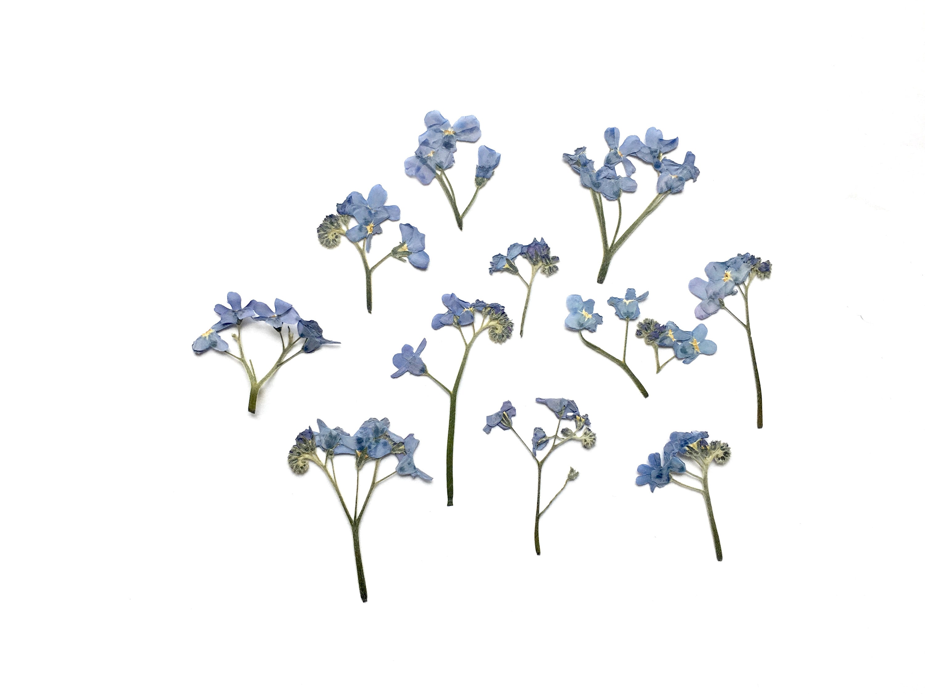 Ramo De Flores Secas Naturales Forget-me-not, Arreglo De Flores De