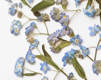 Blue Forget Me Not 12pcs Real Natural Pressed Dried Flowers