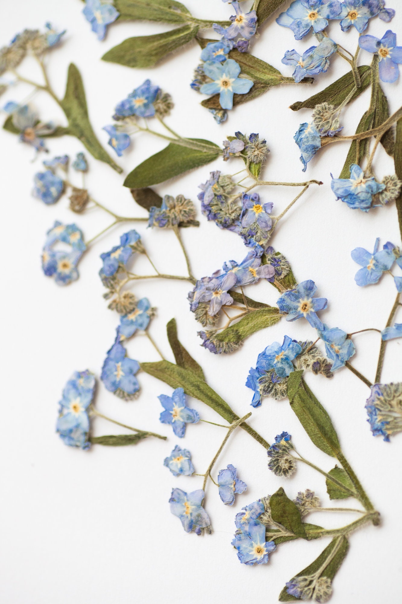 50 Pcs Natural Forget Me Not Pressed Dried Flowers Blue Don't Forget Me  Dried Flower Real Dried Flowers for Resin Jewelry Candle Card Making Nail  Art