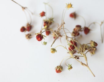 Red dried strawberries for crafts, 25 pcs wild berry supplier