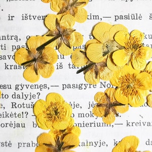 Fiori pressati gialli per la lavorazione - Anemone giallo essiccato per resina, produzione di sapone, cartoline, album