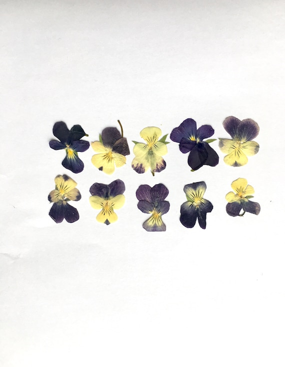 Dried violets flower SET - Real pressed flower - dried floral supplies - craft supply - dried flower petals for resin jewelry - viola flower