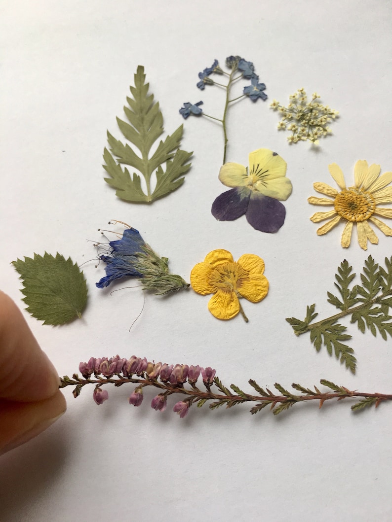 Dried flowers SET Craft Supply pressed flowers Handicraft Etsy