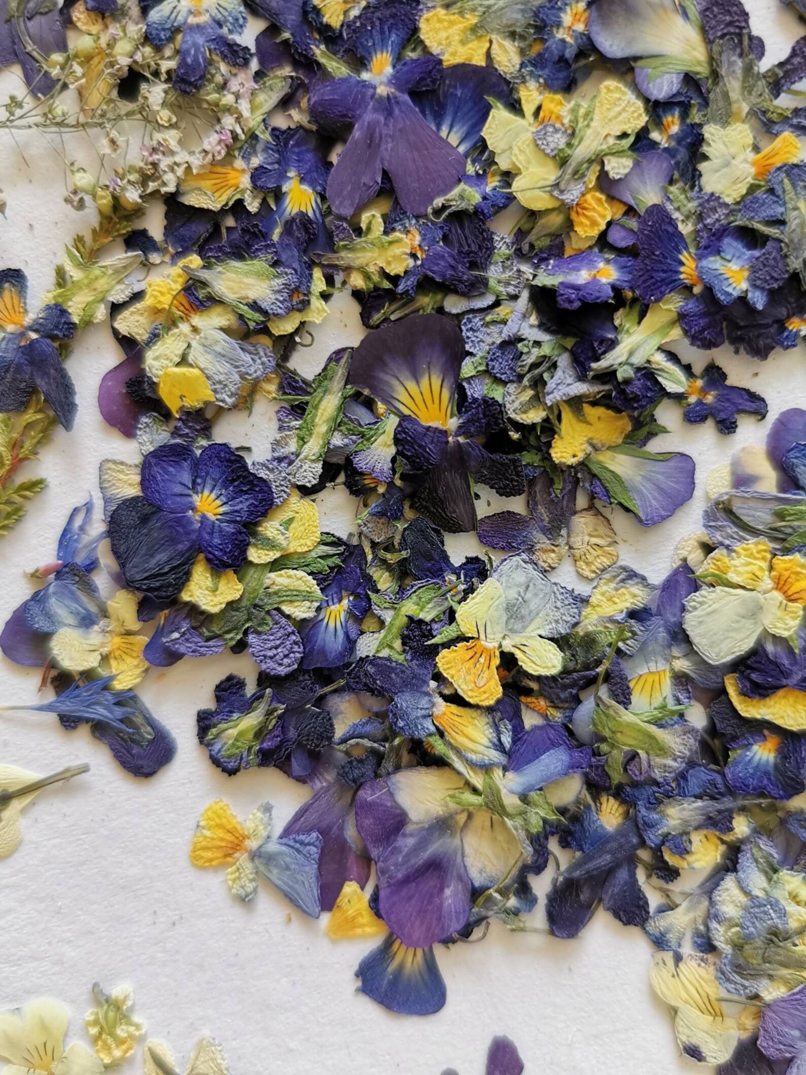 Dried Violets Flower SET Real Pressed Flower Dried Floral Supplies