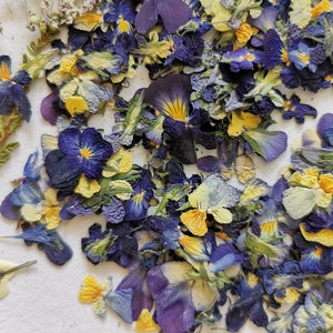 May include: A collection of dried purple and yellow flower petals. The petals are scattered on a white surface.