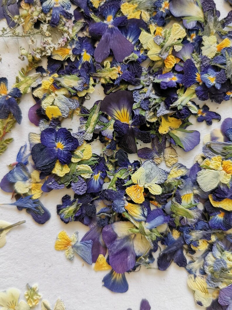 Dried Violets Flower SET Real Pressed Flower Dried Floral Etsy