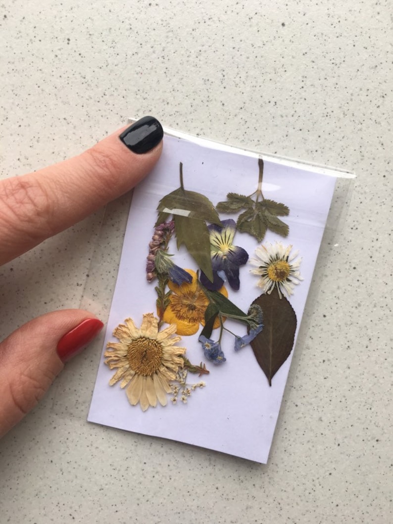 Dried flowers SET Craft Supply pressed flowers Handicraft Etsy