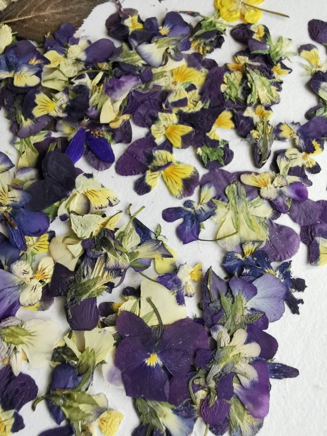 Dried Violets Flower SET Real Pressed Flower Dried Floral Etsy