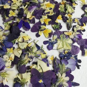 May include: A collection of dried purple and yellow flower petals. The petals are scattered on a white surface.