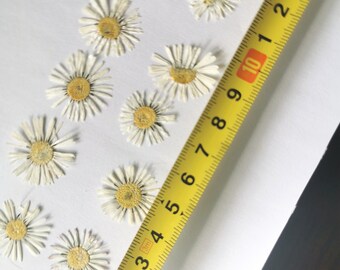 10 pcs Pressed Daisy mini Flowers - Natural dried Chamomile
