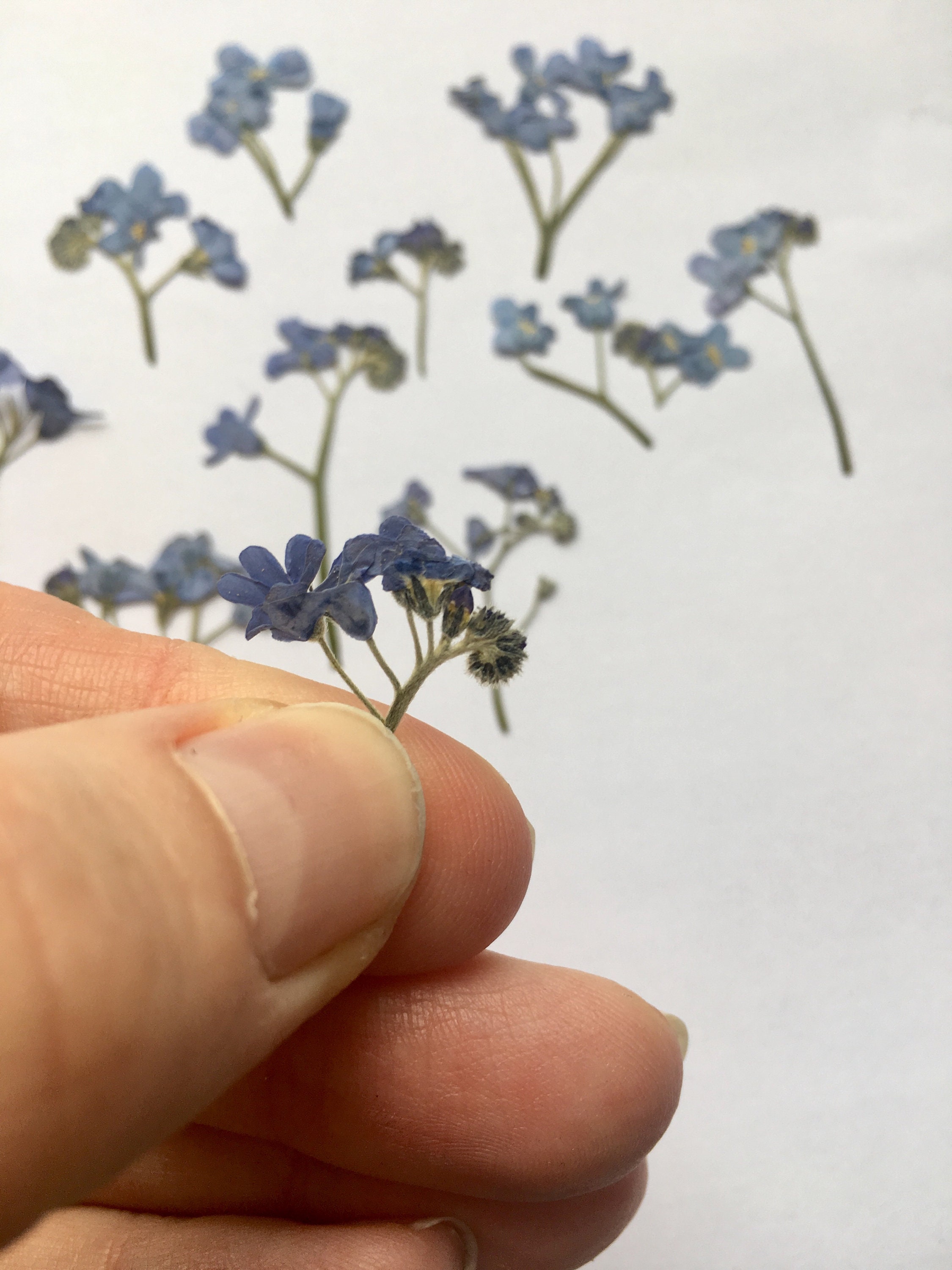 Dried me not flowers Handpicked natural pressed Etsy