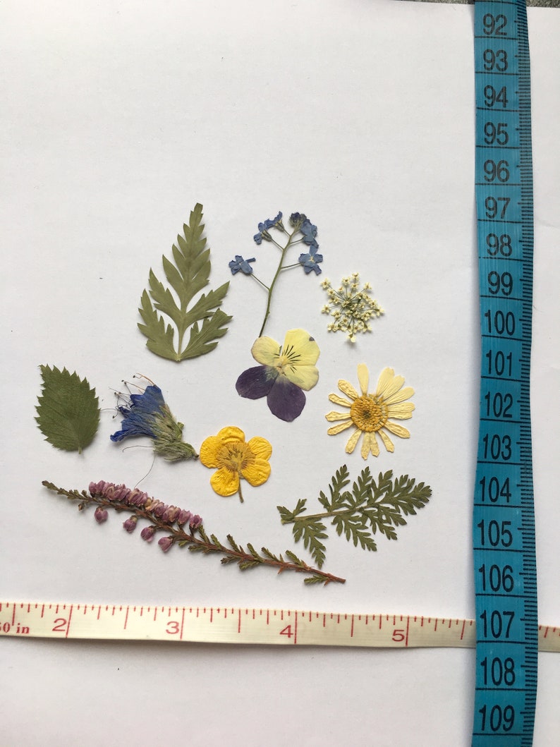 Dried flowers SET Craft Supply pressed flowers Handicraft Etsy