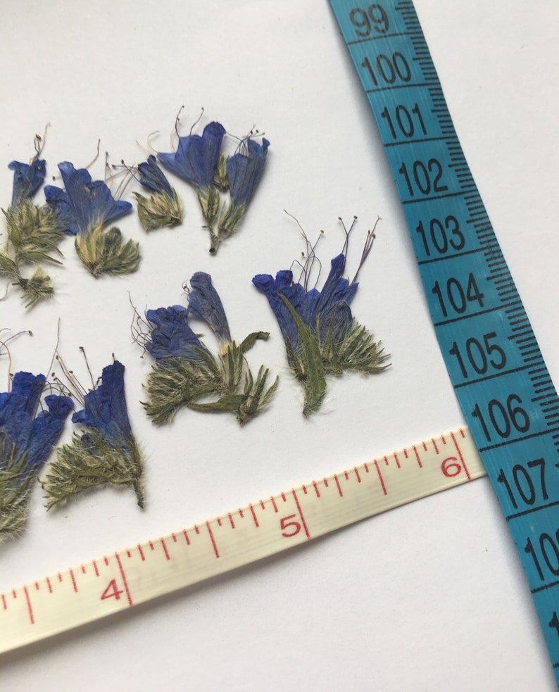 Pressed Flowers Blue Dried Flowers Craft Supply for Resin Etsy