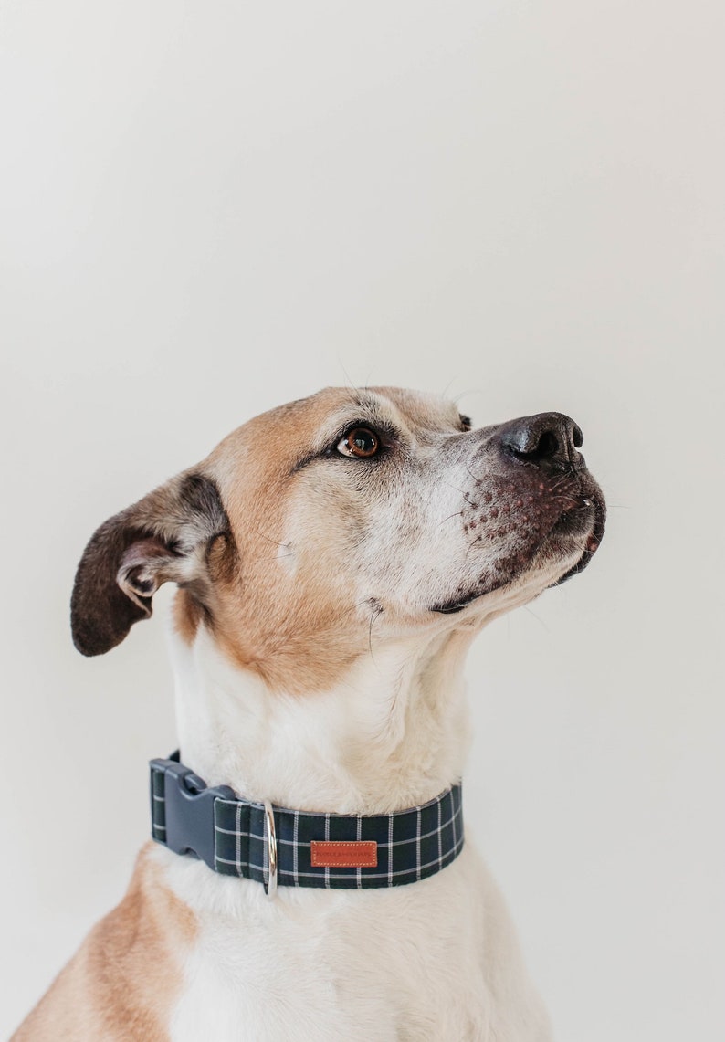 Buy 2 Get 1 Free Dog Collars Special Etsy