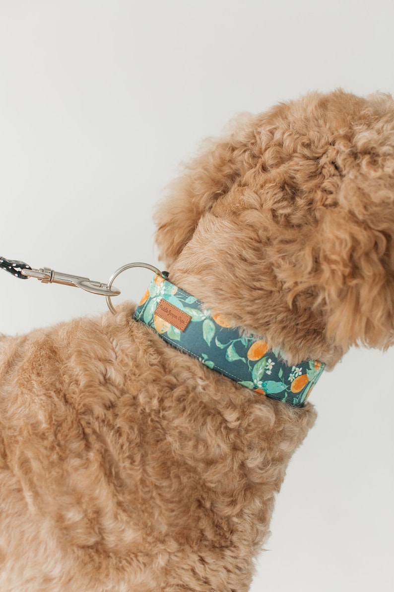 Any Dog Collar Leash Package please note the patterns of your choice at checkout image 5