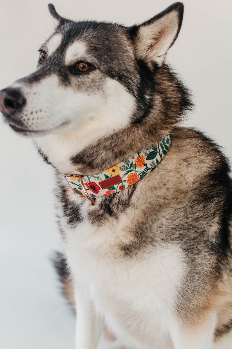 Buy 2, Get 1 Free Dog Collars Special image 9