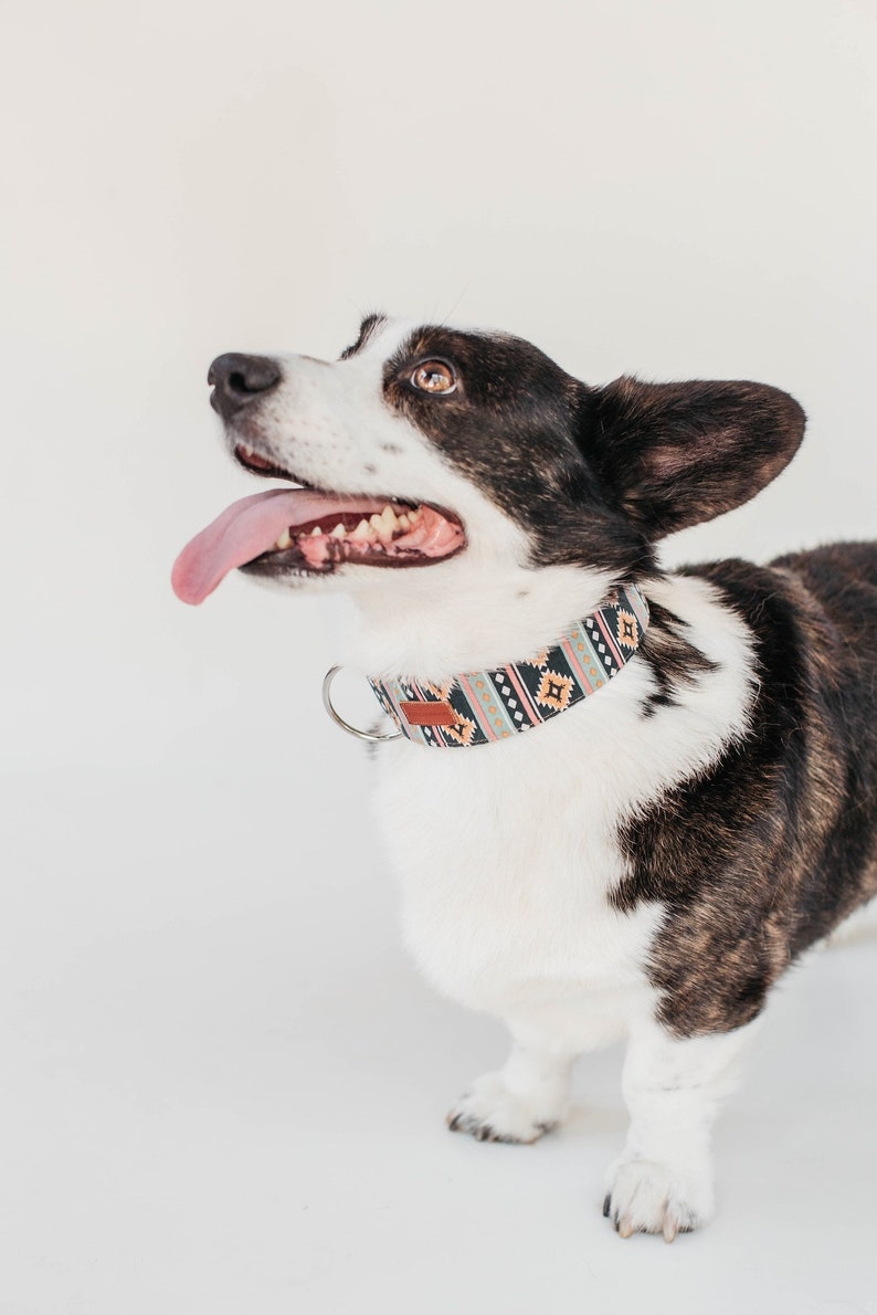 Buy 2, Get 1 Free Dog Collars Special image 8