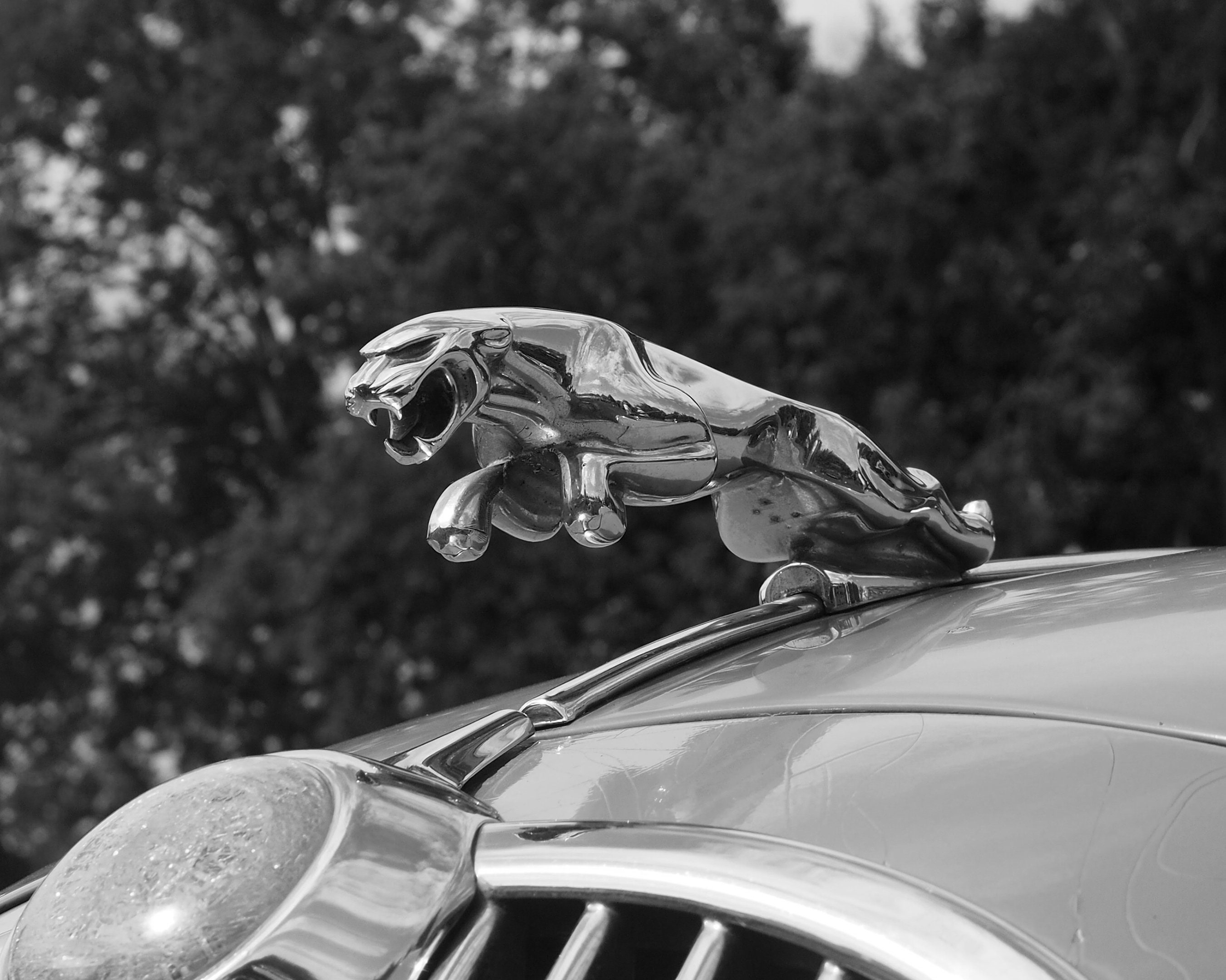 Fine Art Photo - 1967 Jaguar Hood Ornament - Etsy