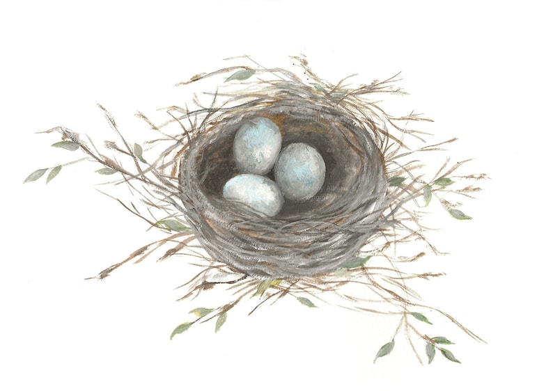 May include: A watercolor painting of a bird's nest with three blue eggs inside. The nest is made of twigs and is surrounded by green leaves.
