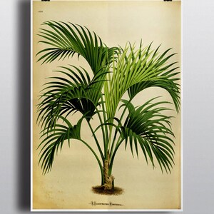 Antique 1800s Palm Tree Print Botanical Print Art Print Wall Decor Wall Art Tropical Home Decor Green Decor Nature Illustration Vintage