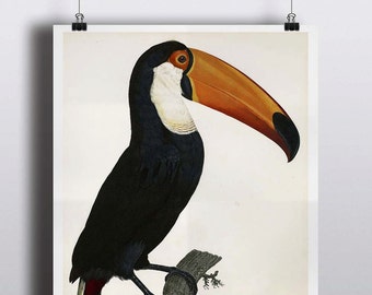 Antique Toucan Art Print Poster Antique Bird Prints Wall Decor Wall Art Tropical Decor Tropical Print Tropical Birds
