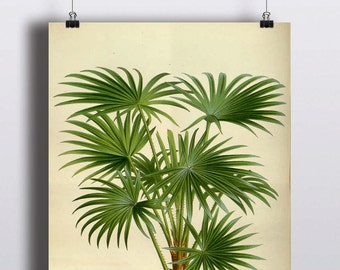 Antique Palm Tree Print Botanical Print Illustration Art Print Poster Wall Decor Wall Art Palm Tree Art Botany Nature Tropical Decor