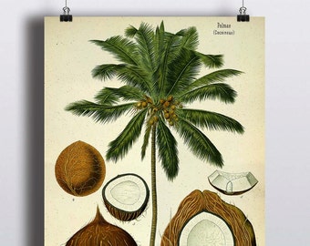 Antique Palm Tree Print Coconut Illustration Poster Tropical Beach Decor Botanical Prints Palm Tree Art Nature Home Decor Art Prints