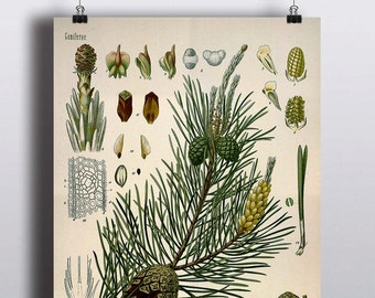Antique 1800s Pine Tree Print Botanical Print Science Chart Botanical Art Illustration Art Print Wall Decor Poster Plants Trees Nature