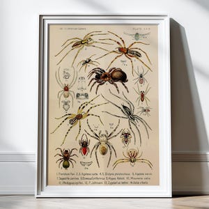 Antique American Spider Art Print Antique Illustration 1800s Spider Print Spider Decor 8x10 11x14 Entomologist Taxidermy Arachnids Wall Art Decor