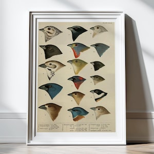 Antique Bird Print Bird Wall Art Bird Wall Decor Print Poster Scientific Chart Bird Illustration Art Animals Birds Artwork Wall Decor