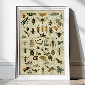 Antique Insects Science Chart Natural Science Bugs Wall Decor Wall Art Scientific Beetle Entomology History Illustration 8x10 11x14 16x20