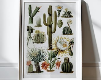 Impresión de cactus antigua, ilustración de arte mural de cactus, gráfico científico, impresiones botánicas, plantas botánicas, impresión de naturaleza, cactus, suculentas, decoración de pared