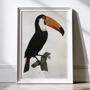 Antique Toucan Wall Decor Art Print Poster Antique Bird Prints Wall Decor Wall Art Tropical Decor Tropical Print Tropical Birds