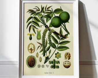Antique Walnut Print Botanical Print Antique Print Illustration Vintage Prints Science Chart Plants Nature Prints 8x10 11x14 16x20