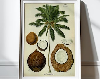 Antique Palm Tree Print Coconut Illustration Poster Tropical Beach Decor Botanical Prints Palm Tree Art Nature Home Decor Art Prints
