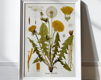 Botanical Prints, Vintage Farmhouse Wall Decor, Floral Print, Antique Print, Dandelion, 8x10 and 11x14, Antique Wall Art