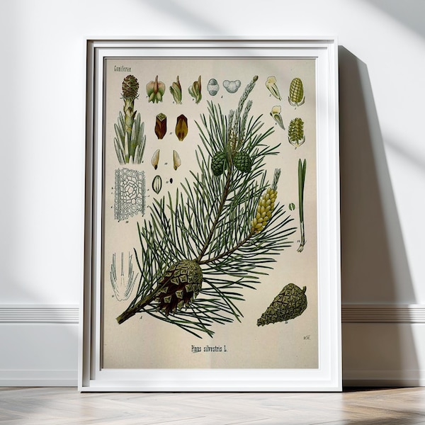 Pin antique, impression botanique, impression murale, décoration murale, tableau scientifique, art botanique, illustration, impression d'art, décoration murale, affiche, plantes, arbres, nature